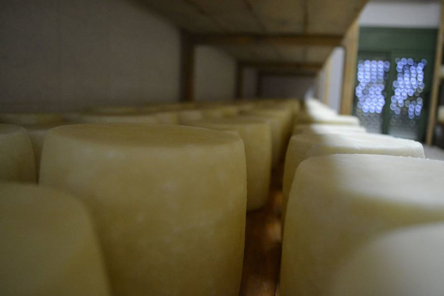 view up close of graviera cheese on the wood shelve to be drying at 'Vasilas Dairy' company